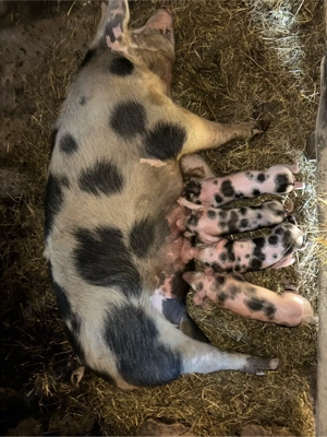 vand scroafa  - imagine 3