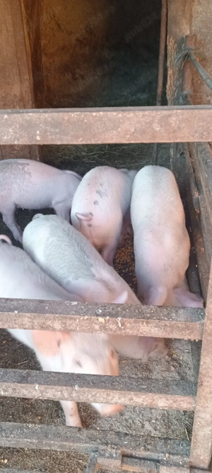 vind purcei  - imagine 2