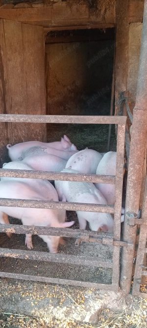 vind purcei  - imagine 3