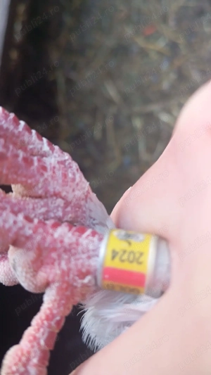 de vânzare  - imagine 3