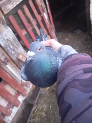 de vânzare  - imagine 2