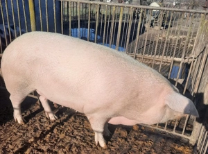 porc pentru sacrificat - imagine 3