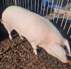 porc pentru sacrificat - imagine 4