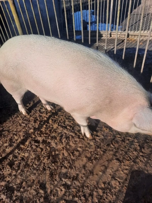 porc pentru sacrificat - imagine 5