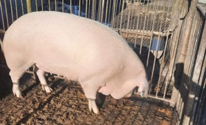 porc pentru sacrificat - imagine 2
