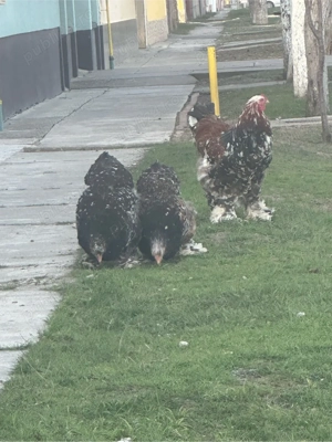 de vanzare familie  de gaini brahma portelan - imagine 2