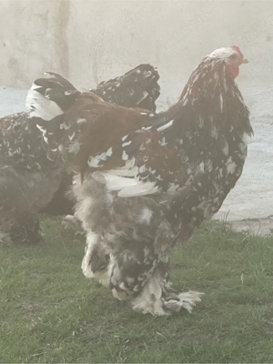 de vanzare familie  de gaini brahma portelan