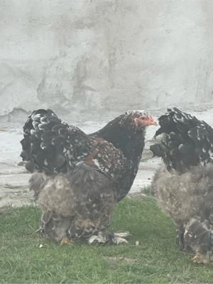 de vanzare familie  de gaini brahma portelan - imagine 3