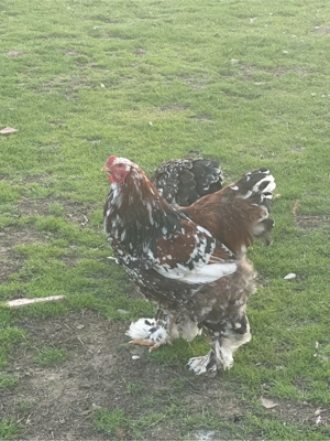 de vanzare familie  de gaini brahma portelan - imagine 4