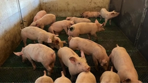 Purcei de vânzare. - imagine 5