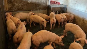 Purcei de vânzare. - imagine 4