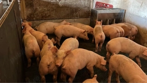 Purcei de vânzare. - imagine 2