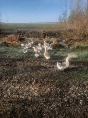 vand gâște  - imagine 5