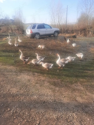 vand gâște  - imagine 3