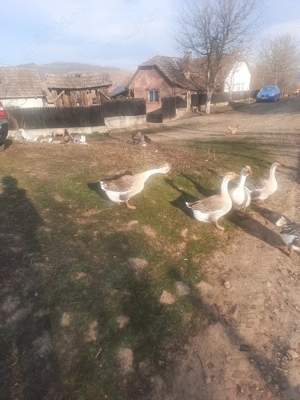 vand gâște  - imagine 2