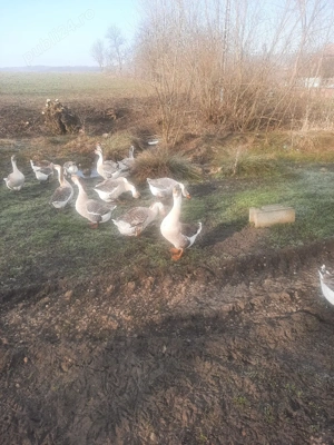 vand gâște  - imagine 4