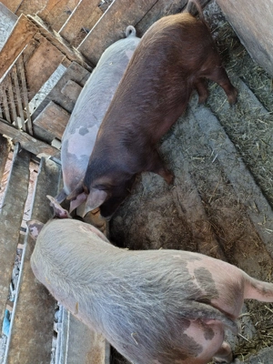 Vând porci 60 70 kg - imagine 2