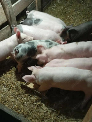 Vand purcei. - imagine 2