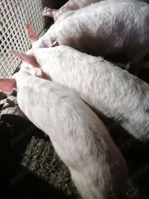 Ultimile buc 3 masculi si1purcica  - imagine 3