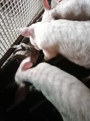 Ultimile buc 3 masculi si1purcica  - imagine 2