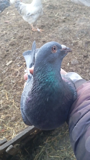 de vânzare  - imagine 4