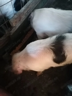 Ultimile buc 4 masculi și 1purcea 