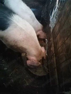 Ultimile buc 4 masculi și 1purcea  - imagine 3