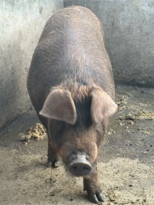 Porc Duroc de vanzare - imagine 2