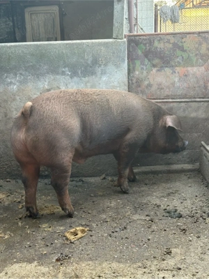 Porc Duroc de vanzare