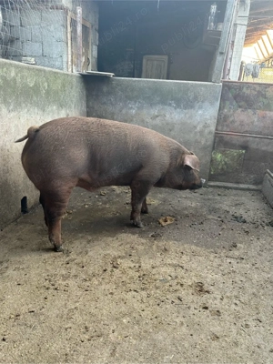 Porc Duroc de vanzare - imagine 5