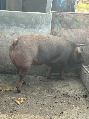 Porc Duroc de vanzare - imagine 3