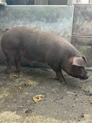 Porc Duroc de vanzare - imagine 4