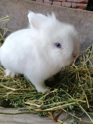 Iepurași cauta altă casă 