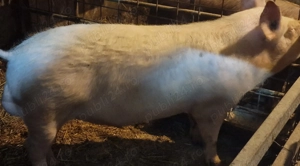 Porc (vier)   pentru reproductie 