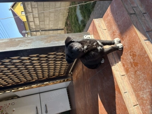 Metis cane corso fetiță  - imagine 5