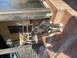 Metis cane corso fetiță  - imagine 4