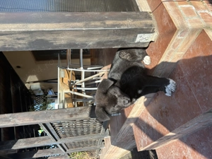 Metis cane corso fetiță 