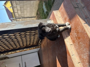 Metis cane corso fetiță  - imagine 2