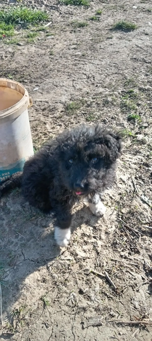 Vind căței de intors oi muddy original  - imagine 4