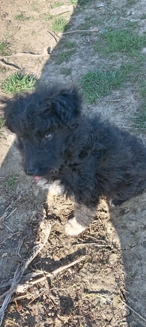 Vind căței de intors oi muddy original 