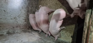 Porci marele alb  - imagine 2