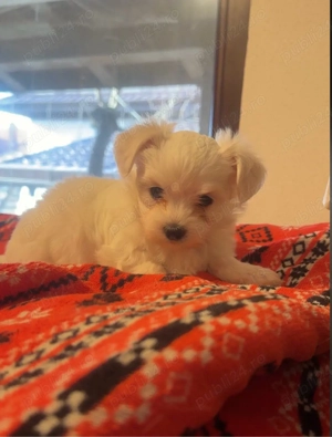 Bichon maltez, pui, fetita in varsta de 5 saptamani