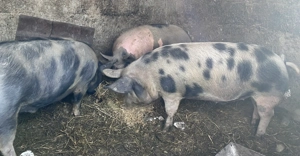 Porci de vânzare în viu și carcasă 