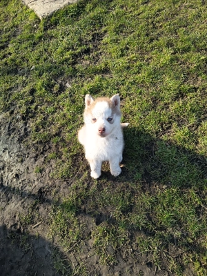 Vand pui husky siberian