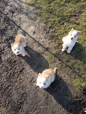 Vand pui husky siberian - imagine 2