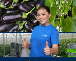 Angajăm  cupluri la sere de vinete si  Flori