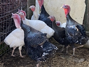 Curcan de vânzare  - imagine 2