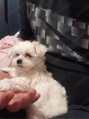 Bichon maltez, pui, fetita in varsta de 6 saptamani - imagine 3