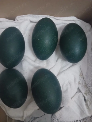 ouă struț emo de vânzare 