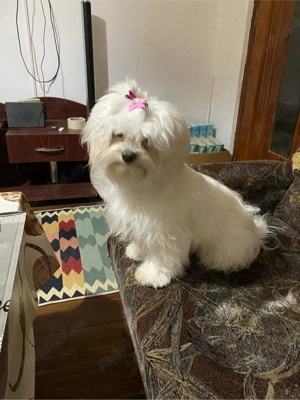 Bichon maltez, pui, fetita in varsta de 6 saptamani - imagine 4